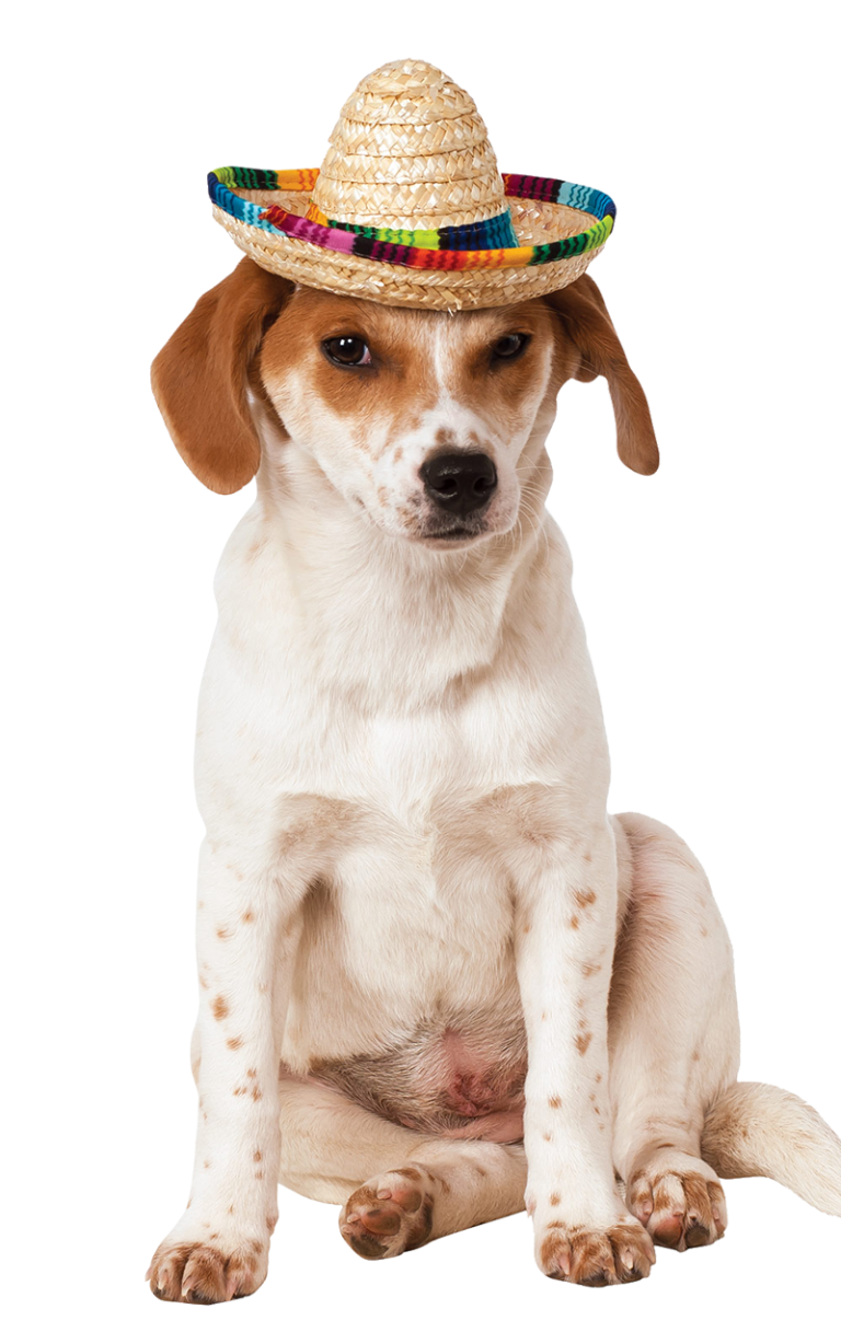 Sombrero Hat Dog Costume 1 Sombrero Hat Dog Costume